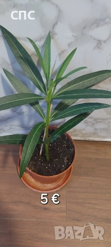 Олеандър/ЗОКУМ 