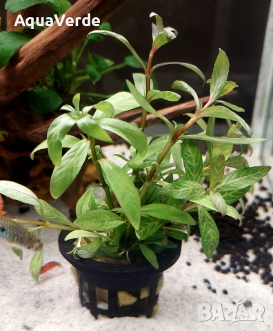 Растения и мъх, снимка 4 - Рибки - 53230995