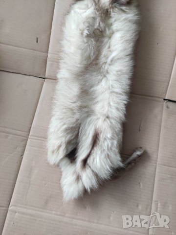 Продавам кожа от полярна 🦊, снимка 2 - Други ценни предмети - 32996137