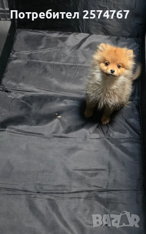 Померански шпиц , снимка 5 - Померан - 52679788