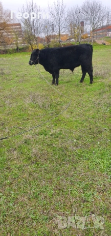 Бик Абърдийн ангус , снимка 7 - Крави - 52794227