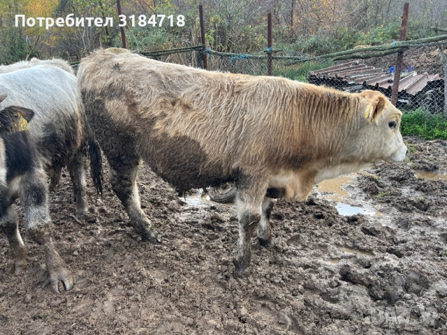 Месодайни Телета за Продан, снимка 3 - Крави - 52479978