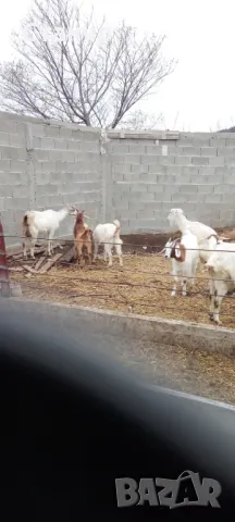 Продавам 45 кози и ярета, снимка 1