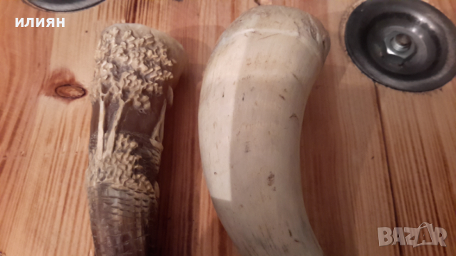 Два броя рога интересни за декорация 15лв за брой , снимка 9 - Декорация за дома - 36513745