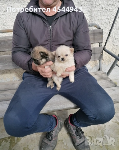 Малки чихуанчета , снимка 7 - Чихуахуа - 53402239