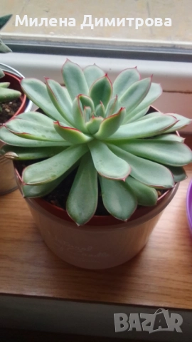 Красула Тенелли - Crassula mesembryanthemoides 'Tenelli / Ешеверия - Echeveria pulidonis Rondo , снимка 6 - Стайни растения - 50303443
