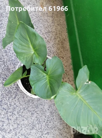 Студоустойчива бяла кала! , снимка 9 - Градински цветя и растения - 46855062