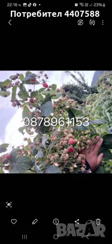 Разсад малини , снимка 5 - Разсади - 49562478