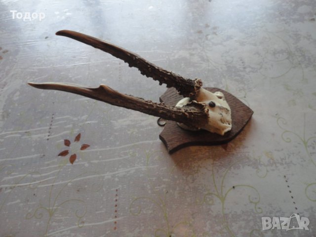 Немски ловен трофей 19 век 6, снимка 3 - Антикварни и старинни предмети - 43727536