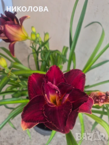 ХЕМЕРОКАЛИС, снимка 4 - Градински цветя и растения - 50826816