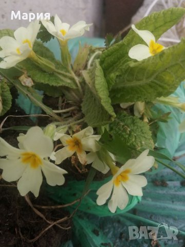 Градинска иглика в 3 цвята и разцветки.От март до Април , снимка 12 - Градински цветя и растения - 32711428