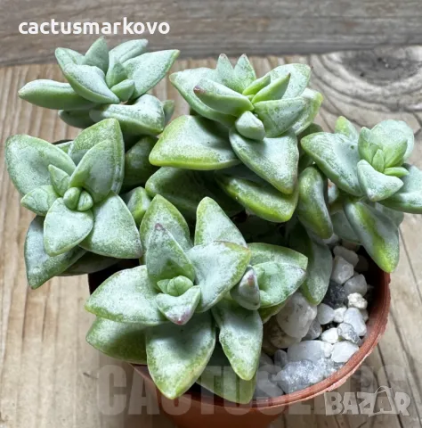 Crassula rupestris ‘Rosary Vine’, снимка 2 - Стайни растения - 48124871