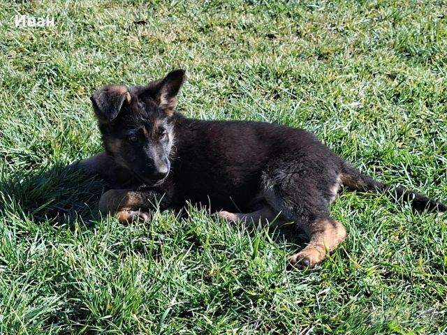 малки немски овчарки, снимка 8 - Немска овчарка - 52921710