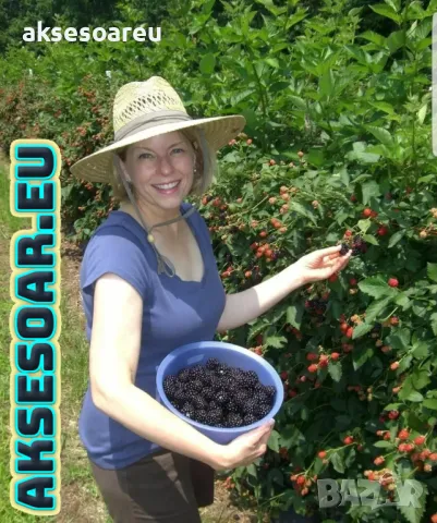 Висококачествени нови семена от хранителна Къпина без бодли Rubus rusticanus 50+ семена антиоксидант, снимка 13 - Сортови семена и луковици - 49258762