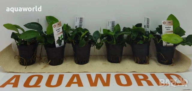 "ПРОМОЦИЯ" Анубиас нана