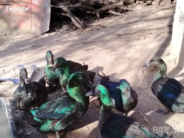 Продавам петли Брама и Каюги, снимка 13 - други­ - 52947667