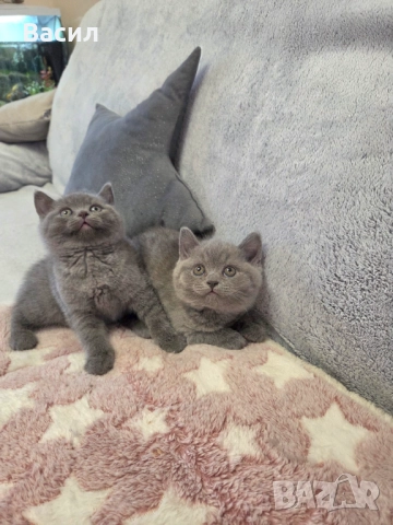 Продавам британски късокосмести котета, снимка 2 - Британска късокосместа - 46684108