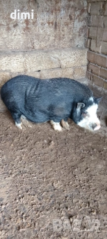 Виетнамски Нерез може бартер