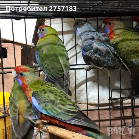 продавам пенатови розели 2025, снимка 3 - Папагали - 52403708