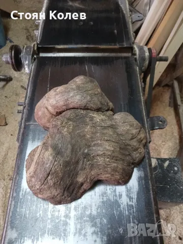 оливерник от акация , снимка 11 - Аксесоари за кухня - 48474226