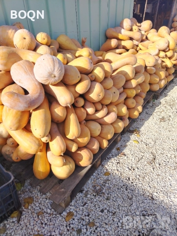 Тикви цигулка , снимка 2 - Домашни продукти - 52512074