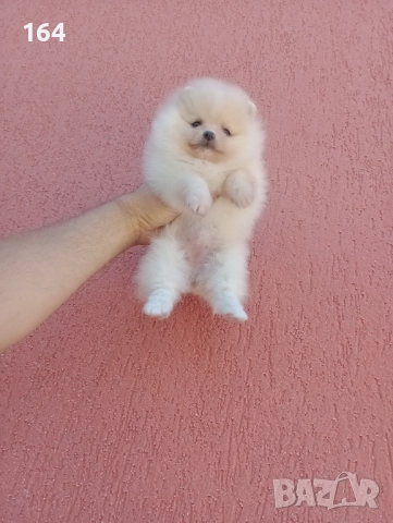 Мини момиченце. Померан., снимка 3 - Померан - 52666763