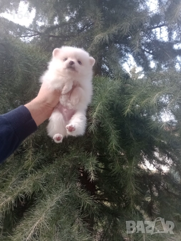 Бели мъжки и женски Померани. Реални снимки от 02.01.26 г. , снимка 12 - Померан - 52908974