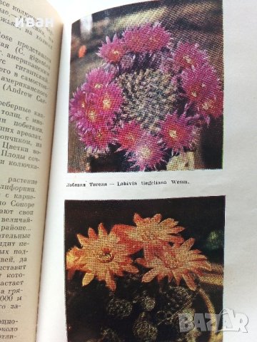 В мире кактусов - Р.Удалова,Н.Вьюгина - 1983 г., снимка 5 - Енциклопедии, справочници - 32651164