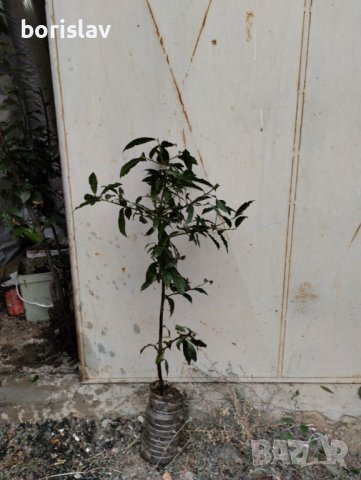 Промоция на дафинов лист - лаврово дърво, снимка 7 - Стайни растения - 14936605