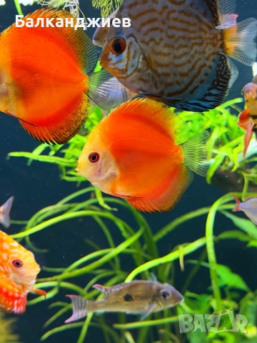 Продавам или разменям дискуси, снимка 3 - Рибки - 52693080