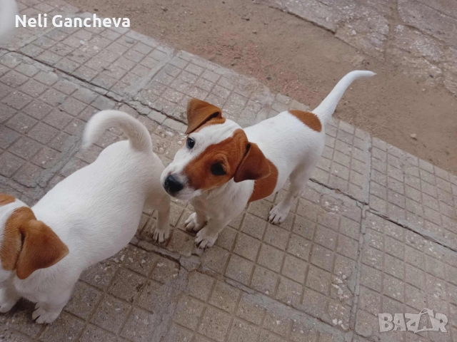 Очарователни Джак Ръсел Териери търсят нов дом!, снимка 5 - Джак ръсел териер - 49356884