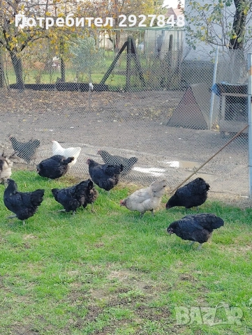 Продават се кокошки австралорп , снимка 3 - За птици - 52592812