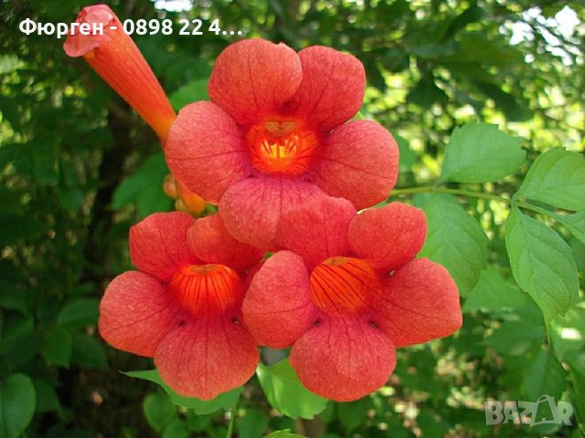 ТЕКОМА - КАМПСИС, снимка 1 - Градински цветя и растения - 30168153
