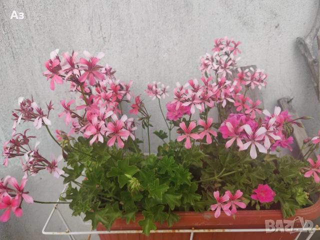 Продавам Висящи мушката (сакъзчета) в сандъчета - подготвени за обилен цъфтеж през пролетта