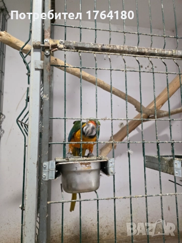 Три двойки папагали ара , снимка 11 - Папагали - 52920223