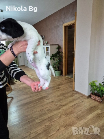 продаваме лабрадор , снимка 3 - Лабрадор ретривър - 53063685