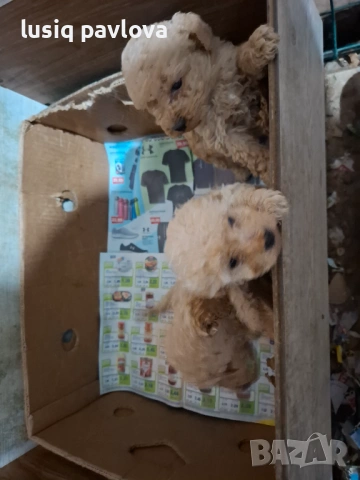 Пудел той, снимка 5 - Пудели - 53214749