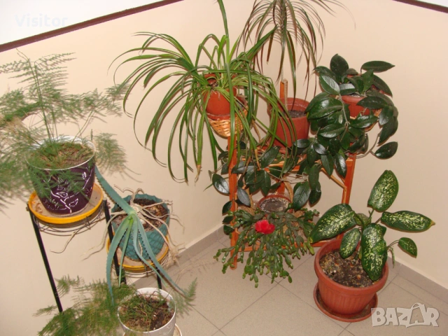 Sony Cyber-shot DSC-H10 , снимка 16 - Фотоапарати - 53456339