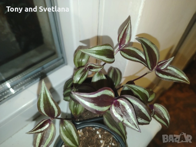 Стайни цветя- Хоя /Восъчниче (Hoya Carnosa), Сансевиера мини, Хлорофитум, Традесканция Зебрина, снимка 13 - Стайни растения - 53572534