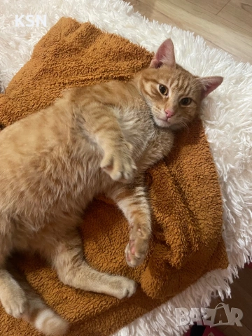 котарак си търси дом, снимка 3 - Други - 53178704