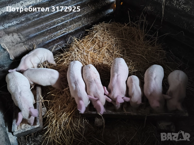 Малки прасенца 