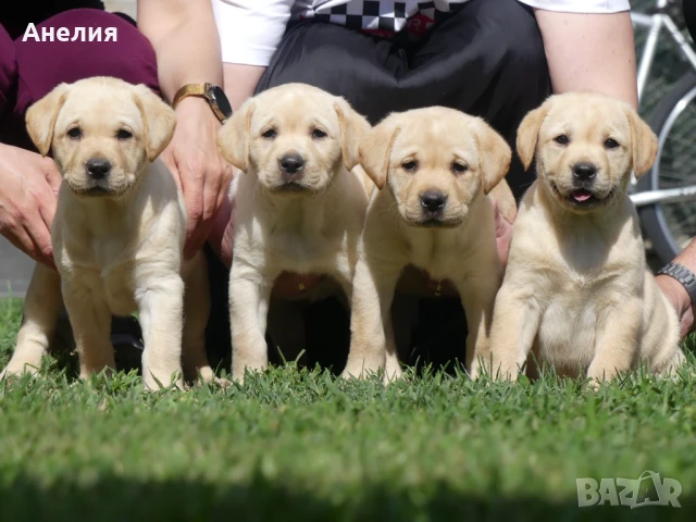 Лабрадор Ретривър/Labrador Retriever с FCI родословия, снимка 1
