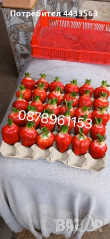 Разсад ягоди , снимка 3 - Разсади - 53132731