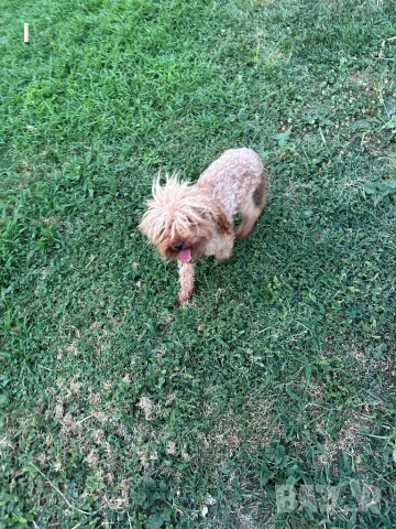 Той Пудел , снимка 3 - Пудели - 51161187