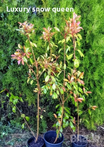 дърво Фотиния ред Робин , снимка 2 - Градински цветя и растения - 50497934