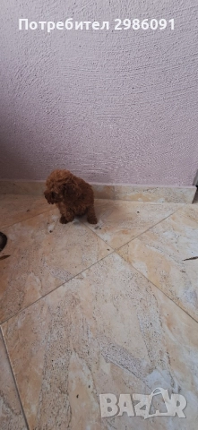 той пудел тийкъп, снимка 4 - Пудели - 51937500