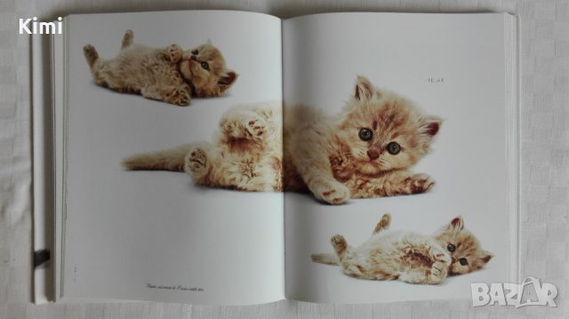 Котешки луксозни албуми, снимка 10 - Други - 26550144