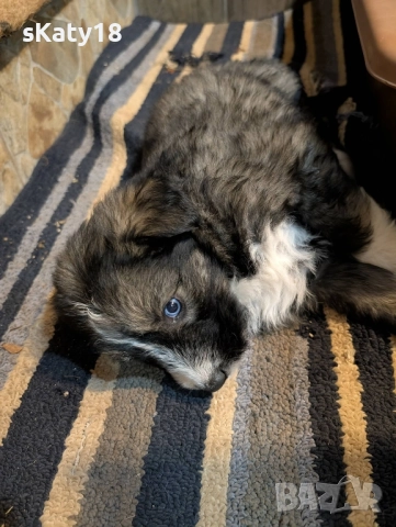 Подарявам кученца в Старо село , снимка 2 - Други - 52506082