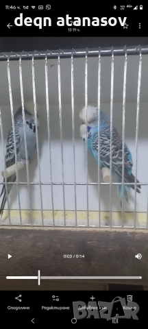 изложбени вълнисти папагали БАРТЕР 