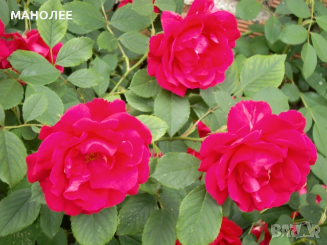 Катерлива роза - Трендафил